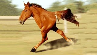 Эти лошади рождаются раз в тысячу лет!