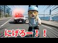 遅刻しそうになった猫が自転車でやらかした　A cat running late caused chaos on a bike.