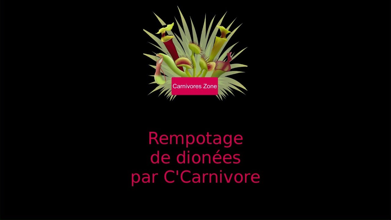 Rempotage de dionée par Corentin de la boutique C'Carnivore