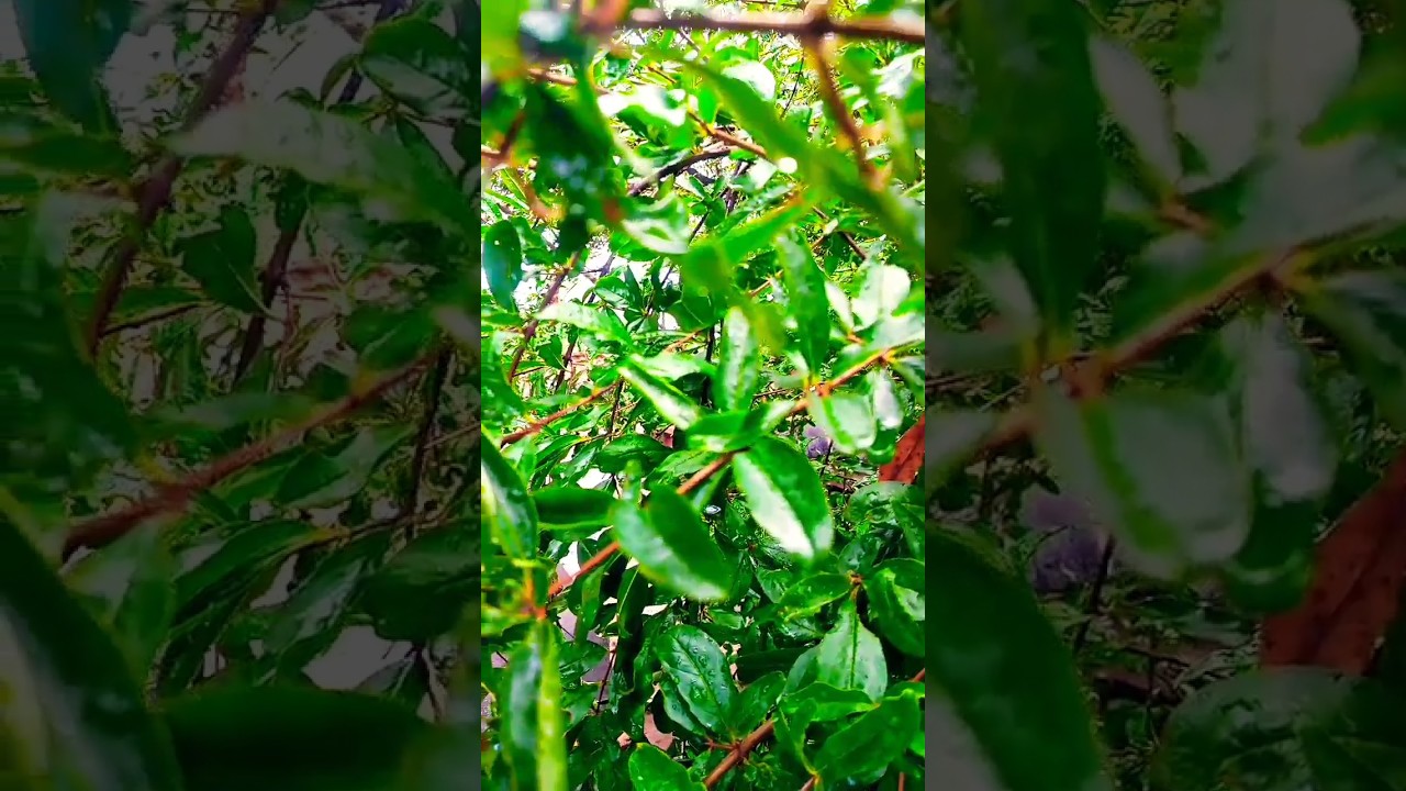 The charming nature / short video #