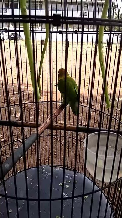 MP3 Lovebird fighter