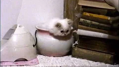 Video 1471511: flame point himalayan kitten, sweet himalayan kitten, gardens cattery