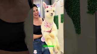 Happy Little Alpaca 🦙✨ #CuteAnimals #Alpaca #Animals #viral