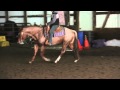 Roanys Sonny Bunny AQHA 2006 Stallion