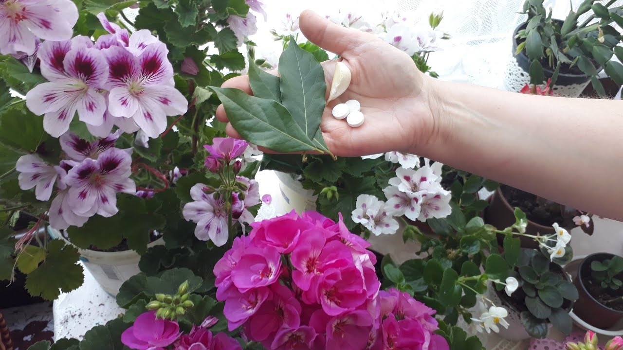 BİTKİLERİNİZİ UN BİTİNDEN VE SİNEKTEN KURTARIN BU YÖNTEMLE HEM KORUYUN HEMDE BİTKİLERİ COŞTURUN🌺