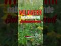 WILDWERK #wildkräuter #Johanniskraut #verboteneswissen #naturheilkunde #survival #bushcraft #wissen