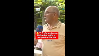 No HORA GALEGA investigamos o futuro dos FURANCHOS de REDONDELA 🙁🍷