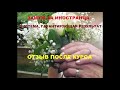 #450 Замуж за иностранца - по СИСТЕМЕ. Отзывы. Говорят участницы курса