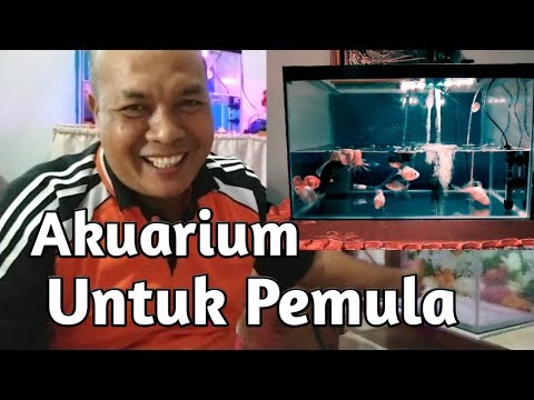 Video: Akuarium Untuk Pemula