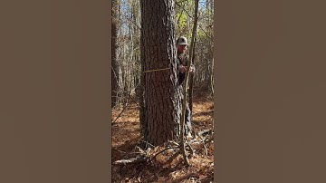 Spencer Logging Tape #forestmanagement #logging #lumberjacks