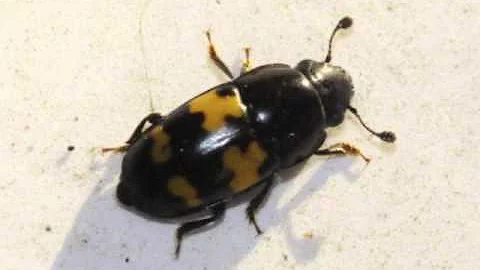 Hey, Bartender there's a bug in my beer