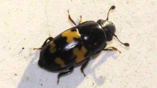 Hey, Bartender there's a bug in my beer chords