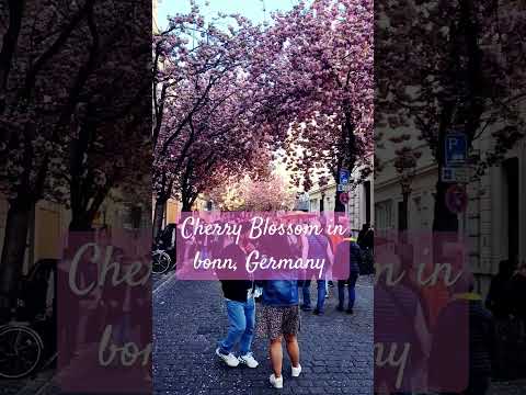 Video: Cherry Blossoms Գերմանիայում