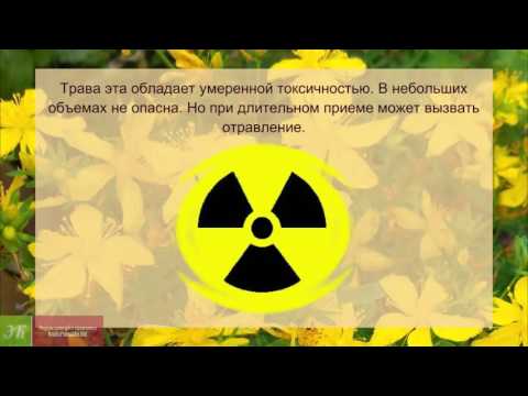 Трава зверобой лечебные свойства и противопоказания для женщин и мужчин (фото видео)