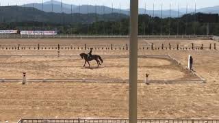 자카르타 아시안게임 마장마술 선발전(Intermediate 1)