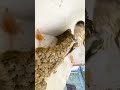 Знамение Всевышнего - птицы