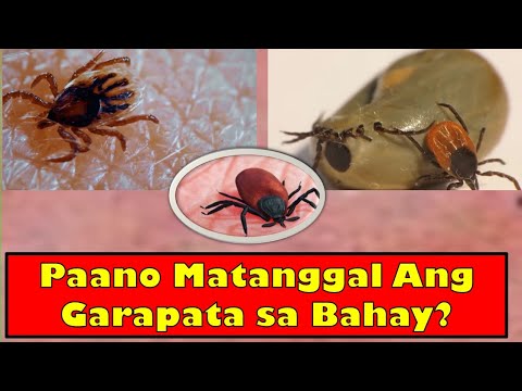Video: Saan nagmumula ang mga pulgas sa bahay at kung paano mapupuksa ang mga katutubong remedyo?