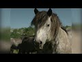 Divlji konji: Svačiji i ničiji