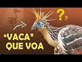 CIGANA: UM FÓSSIL VIVO? Ave enigmática da AMAZÔNIA!