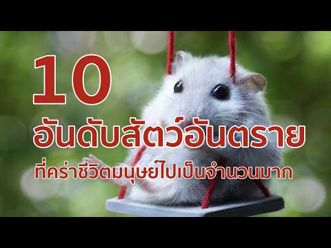 วีดีโอ: สัตว์ที่อันตรายที่สุดสำหรับมนุษย์คืออะไร