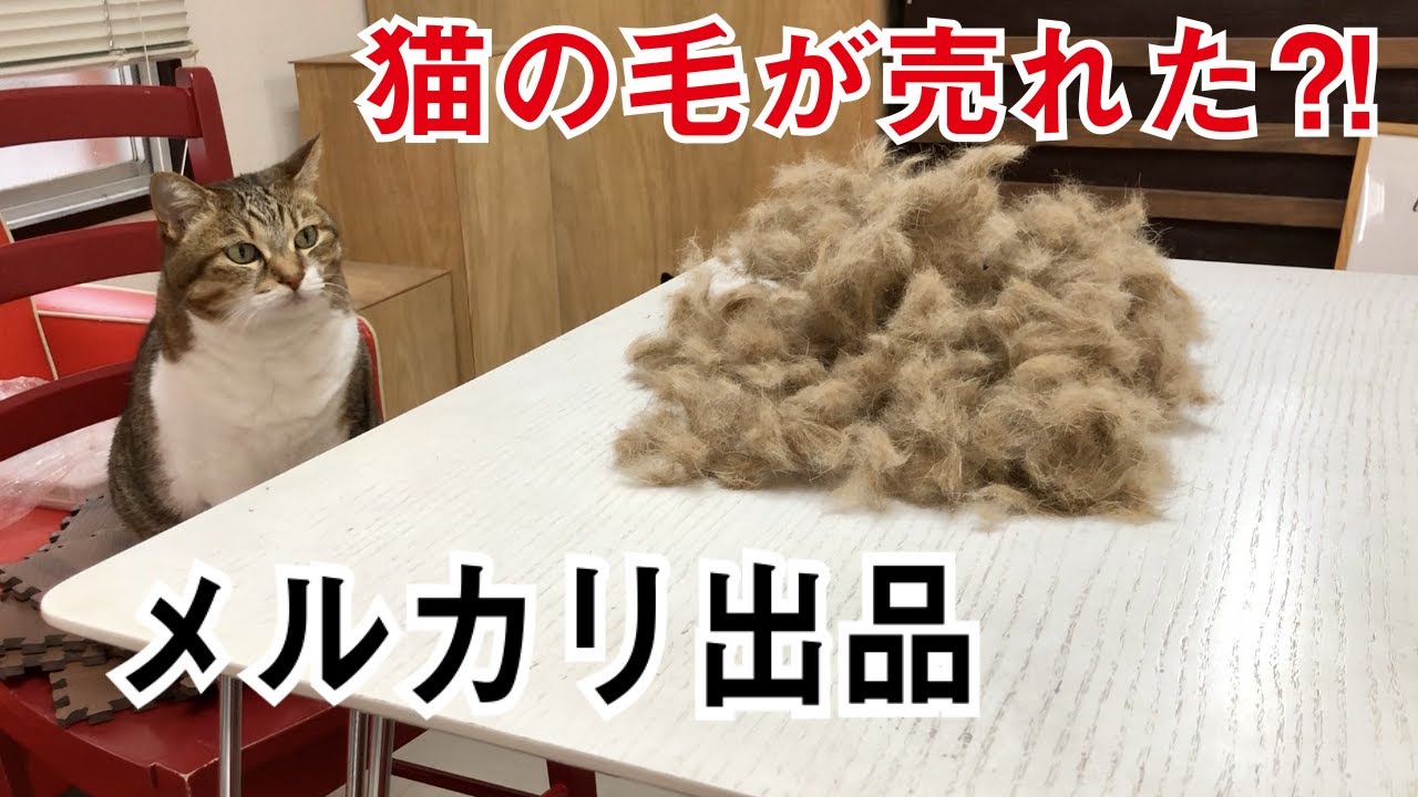 検証】メルカリに猫の毛を出品したら売れるのか?! - YouTube