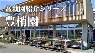 豊梢園を紹介します【盆栽園紹介シリーズ】-Introduction of bonsaien Houshouen-