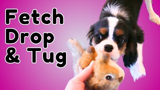 Cavalier King Charles Spaniel Puppy Learns Fetch, Tug and Drop Fun Positive Reinforcement Training