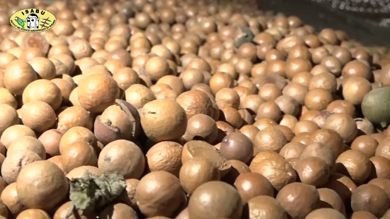 IKIGANIRO IJWI RY'UBUSHAKASHATSI MU BURIMYI, UBWOROZI N'IBIDUKIKIJE