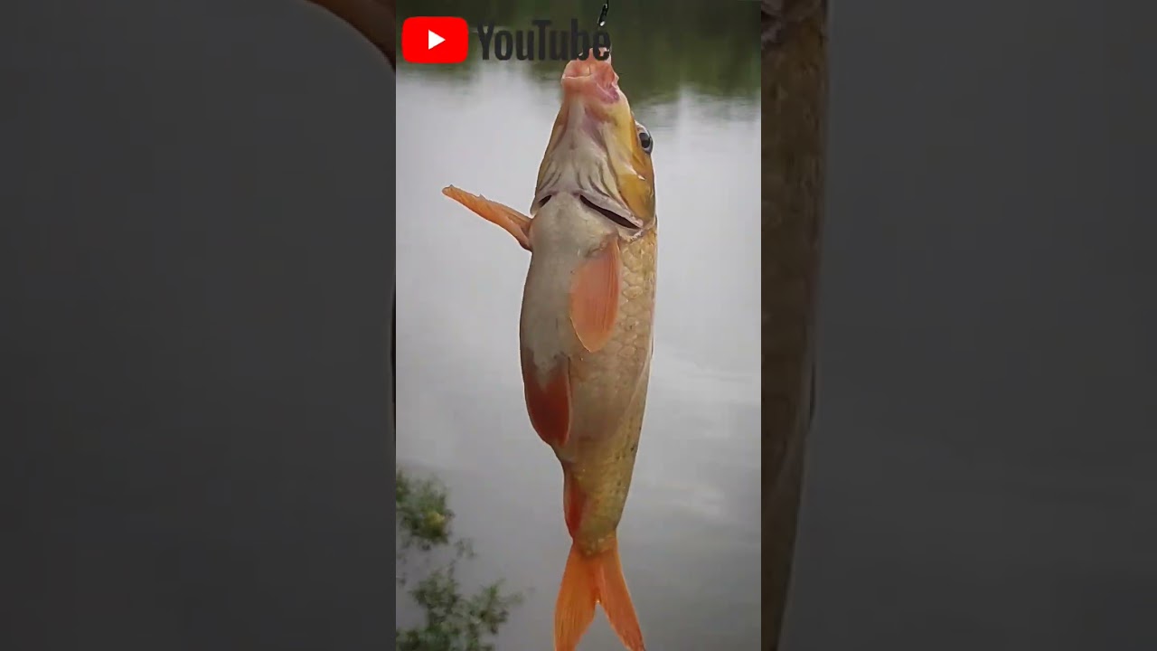 Fishing shortssubscribeshort shorts YouTube