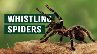 The Deadly Tarantulas That Whistle Before Striking | Deadly Australia | Apex Predators