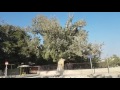 Израиль. Иерихон. Дерево Закхея Библейская  священная смоковница