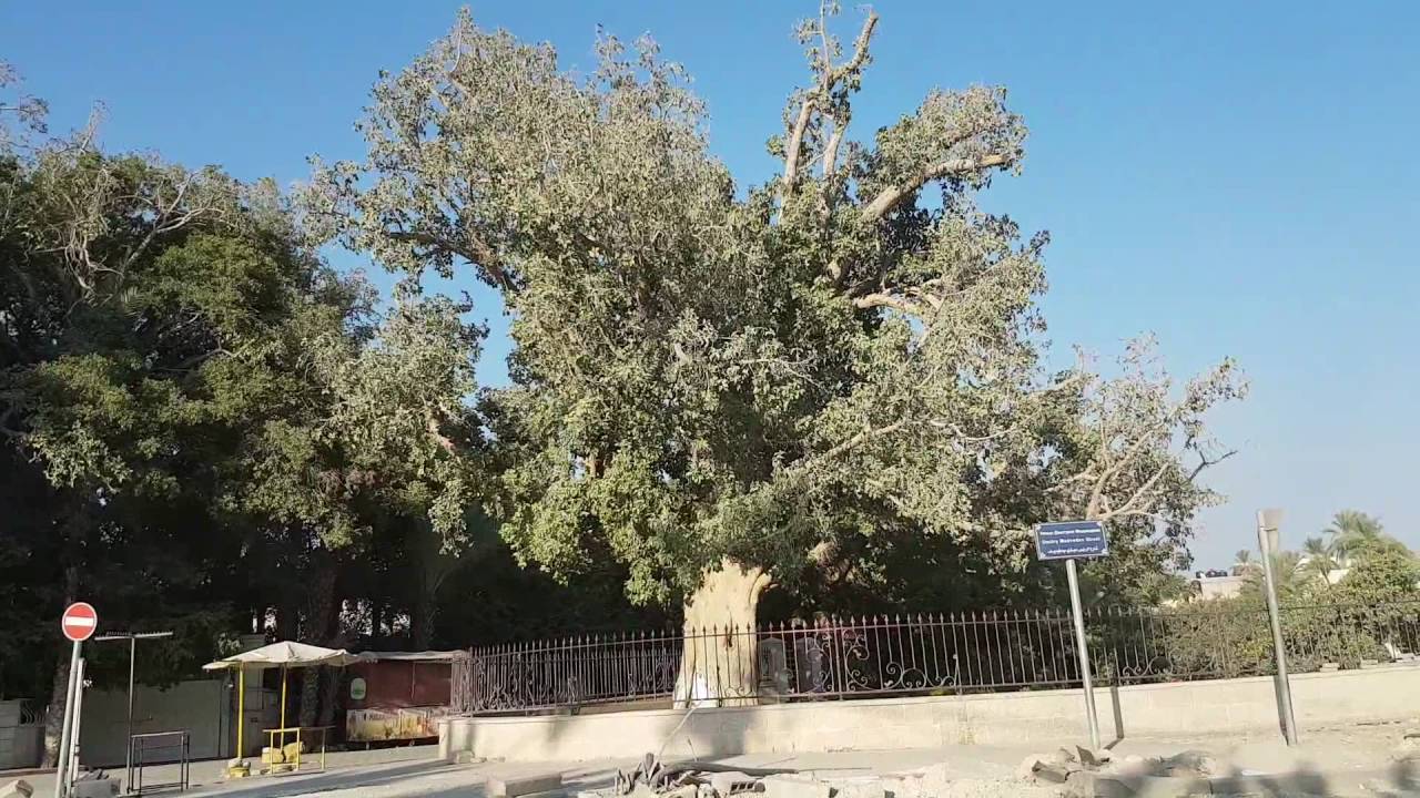 Израиль смоковница Израиль смоковница