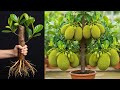 Simple techniques for propagating jackfruit at home | How to grow jackfruit tree