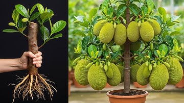 Simple techniques for propagating jackfruit at home | How to grow jackfruit tree