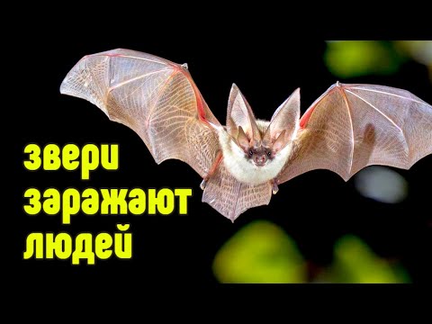 Чем можно заразиться от животных?