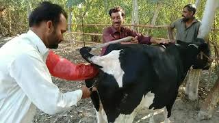 How To Breed Your Cow With Artificial insemination ( Pure Frezan Cow Breeding )