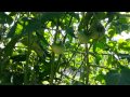 Tomato Trellis Using Cattle Panel Tomato Trellis Using Cattle Panel