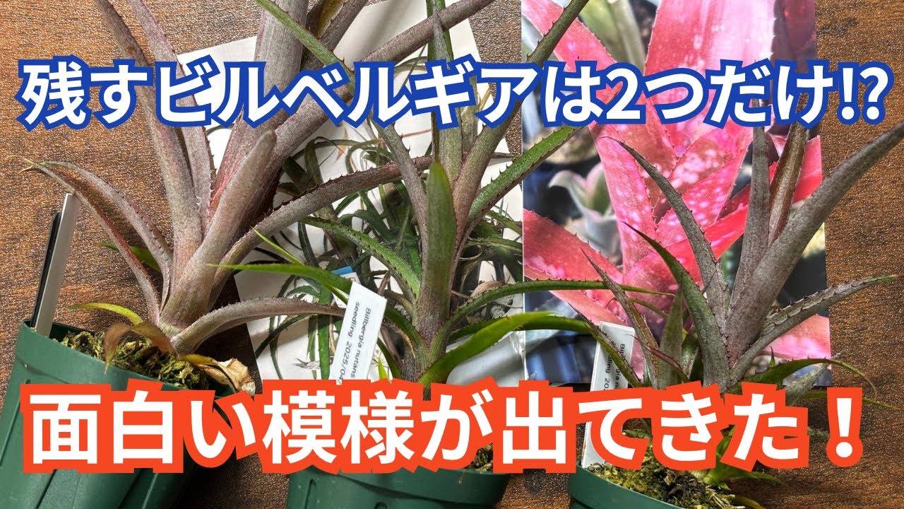 Update on the original Billbergia, 10 months after seedling growth