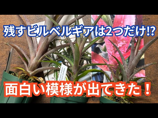 Update on the original Billbergia, 10 months after seedling growth