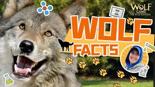 WOLF FACTS | Do Wolves Live Longer than Dogs?