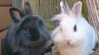What You Need For Rabbits
What You Need For Rabbits
RunAround Rabbit:www.runaround.co.uk/
Veggies I feed: https://www.youtube.com/watch?v=tX3wRxjMZNA
Why I dont feed pellets: http://petspalacetv.wix.com/petcareguide#!Are-pellets-healthy/c1u8l/578f98e80cf26df1ae5c21d2
You can also provide toys and chews for your rabbits. My rabbits get fresh branches several times a week so I dont provide any other chew toys. They also do not show any interest in playing with toys, they are happy with enrichment like hide houses, things to climb etc. :)
✿ Social Media ✿
Second Channel: Pets Palace Plus
Instagram: erinspets
Snapchat: petspalacetv
Pinterest: https://uk.pinterest.com/petspalacetv/
Pet Care Guide: http://petspalacetv.wix.com/petcareguide
✿ Filming/Editing ✿
Camera: Lumix FZ45
Editor: iMovie (for mac)
Music: http://www.epidemicsound.com What You Need For Rabbits