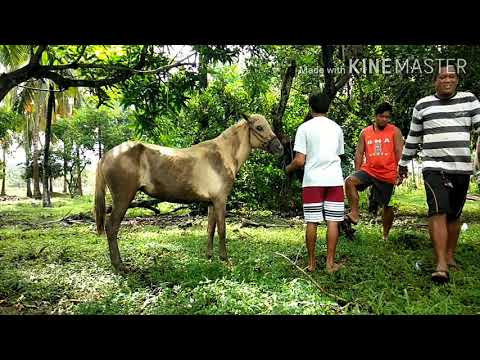 Video: Umaalog Sa Mga Kabayo