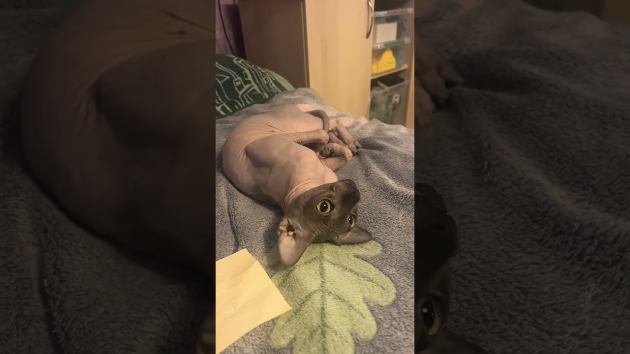 Ну вот лежу и прям нравится 😻 