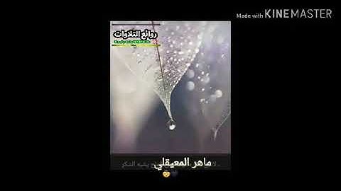 حالات وتس اب تلاوة في غاية الجمال الشيخ ماهر المعيقلي