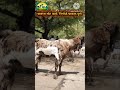 टॉप क्वालिटी तोतापरी.. चारुज गोट फार्म. #goat #viral #बकरी