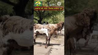टॉप क्वालिटी तोतापरी.. चारुज गोट फार्म. #goat #viral #बकरी