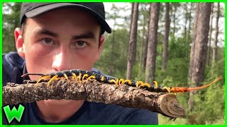 America's Most Venomous Centipede  The Silent Specter of Louisiana (ft. Life's Wild Adventures)