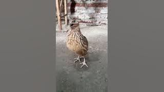 Burung Puyuh Jantan Gacor