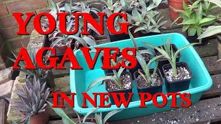 The Plant Traveller: Growing Young Agaves  agave palmeri