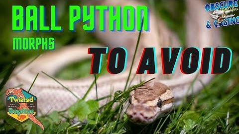What Ball Pythons Should You Avoid???